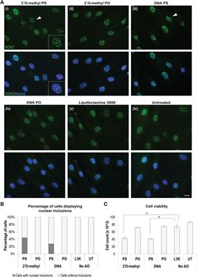 Single Stranded Fully Modified-Phosphorothioate Oligonucleotides can Induce Structured Nuclear Inclusions, Alter Nuclear Protein Localization and Disturb the Transcriptome In Vitro